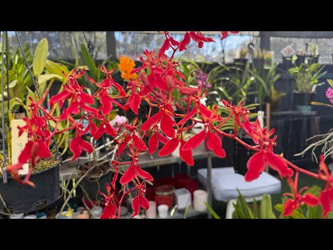 Видео: Обзор цветения орхидей Ноябрь 2025