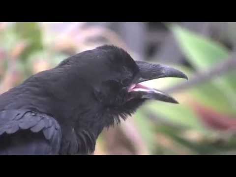 Видео: В чем разница между вороном и вороной?