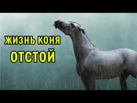 Видео: POV: ТЫ - КОНЬ