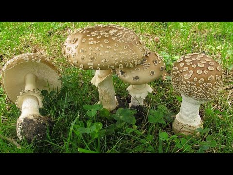 Видео: 🍄 Пантерный Мухомор (ем пять шляпок и ночую в лесу)