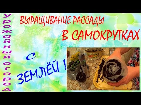 Видео: ВЫРАЩИВАНИЕ РАССАДЫ В САМОКРУТКАХ С ЗЕМЛЕЙ!!!