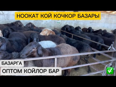 Видео: НООКАТ КОЙ БАЗАРЫ / 21 сентябр  2025  Жыл