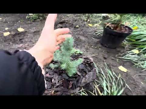 Видео: Пиния или сосна итальянская