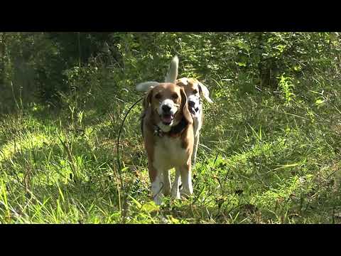 Видео: Эстонская гончая. Благородная охота.
