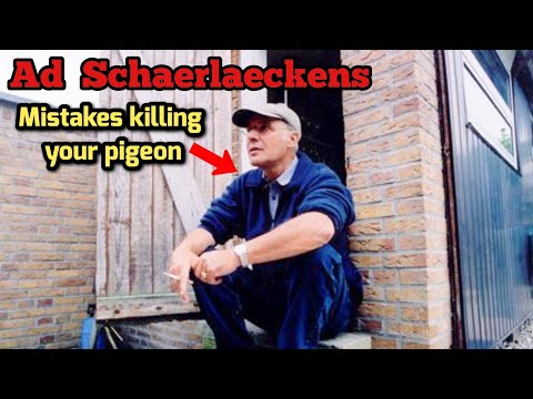 Видео: Главные секреты голубиных гонок от Эда Шерлаекенса : Главные секреты голубиных гонок от Эда Шерла...