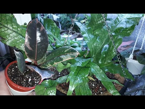 Видео: КОМНАТНЫЕ РАСТЕНИЯ(ЦВЕТЫ).ПЕРЕСАДКА НОВИНОЧЕК.ПАПОРОТНИК И ФИКУС.