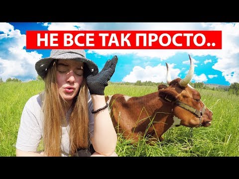 Видео: ОСОБЕННОСТИ СОДЕРЖАНИЯ КОРОВ В ДЕРЕВНЕ. АЙРШИРСКАЯ ПОРОДА КРС