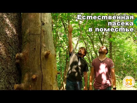 Видео: Естественное пчеловодство на ЗОО-ТВ. В гостях у Ивана Пигарёва