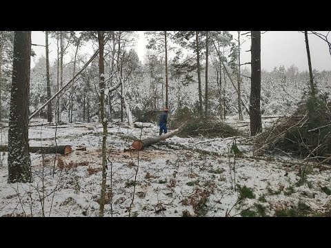 Видео: Валка леса /// Мастер Клас для начинающих лесорубом /// 🪓🪓🪓