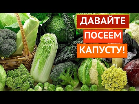 Видео: СЕЕМ КАПУСТУ! ВСЕ СЕКРЕТЫ ПОСАДКИ И ПРАВИЛА ВЫРАЩИВАНИЯ!