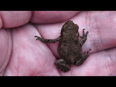 Видео: Осенний лес моими глазами.