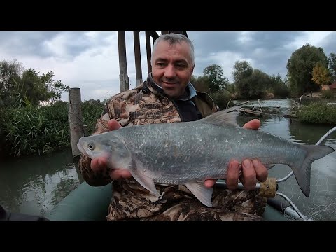 Видео: Дары осени. Собираем ягоды. Ловим вечернего жереха