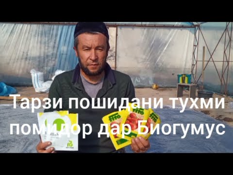 Видео: тарзи пошидани тухми помидор бо Биогумус 88 202 2225 тел ватцап