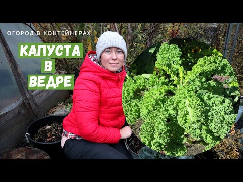 Видео: Кейл или листовая капуста в ведре / Огород в контейнерах