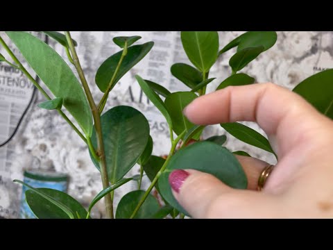 Видео: Заплетаю фикус Мокламе (Моклейм) в косичку.