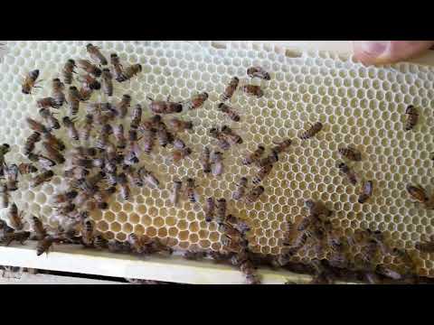 Видео: Чи виділяє акація?