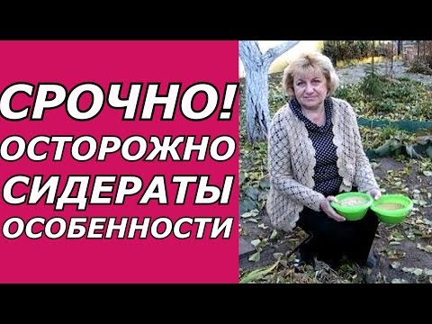 Видео: ОСТОРОЖНО СИДЕРАТЫ!!! ПРЕДУПРЕЖДАЮ ОБ ОСОБЕННОСТЯХ!!! ПЛОДОРОДИЕ ЗЕМЛИ