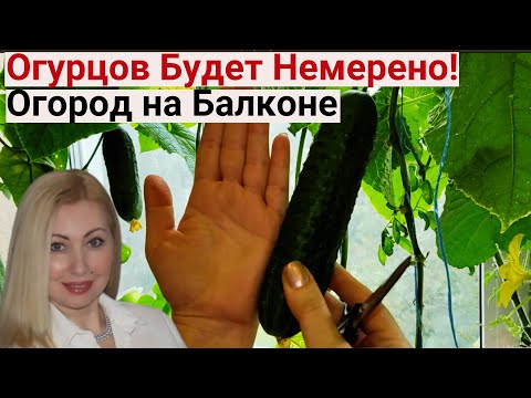 Видео: Открыла Для Себя Супер-Лайфхак! Теперь Сажаю Огурцы Только ТАК, и Всегда Обильные Урожаи!