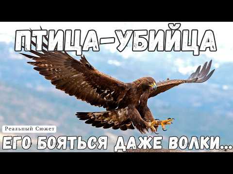 Видео: БЕРКУТ 🦅 Властелин небес | Реальный сюжет | Документальный фильм о хищных птицах |