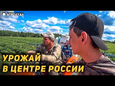 Видео: Выращиваем клубнику 300 км севернее Москвы - урожай и все особенности выращивания