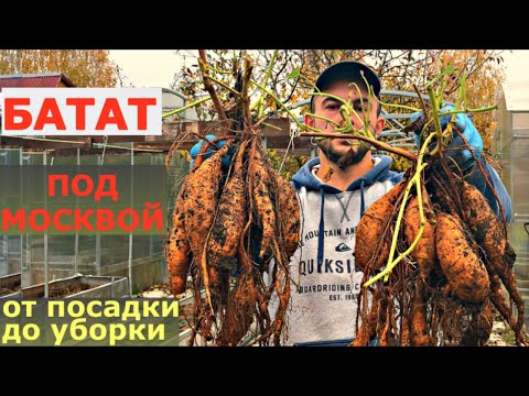 Видео: ВЫРАЩИВАНИЕ БАТАТА. Первый урожай сладкого картофеля.