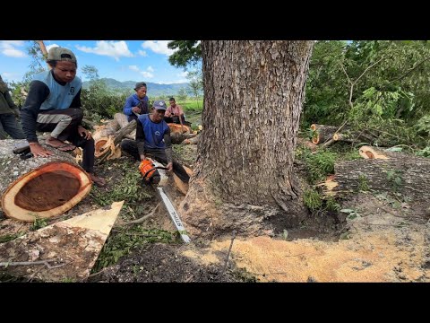 Видео: РИСК РАЗРЫВА ЦЕПЕЙ‼️ОБРЕЗКА БОЛЬШИХ ДЕРЕВЬЕВ ТРЕМБЕЗИ НА ОБОРОТКЕ #ms660 #ms881
