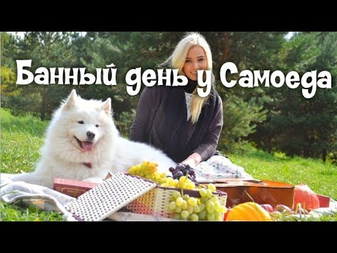 Видео: Банный день у самоеда. Как самому помыть собаку.