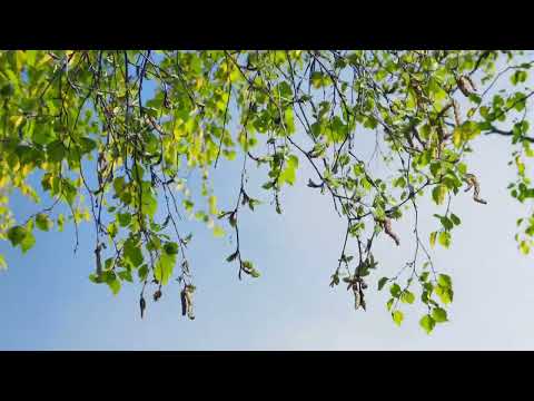 Видео: ДАРИЛ МНЕ СЕРЕЖКА СЕРЕЖКИ!