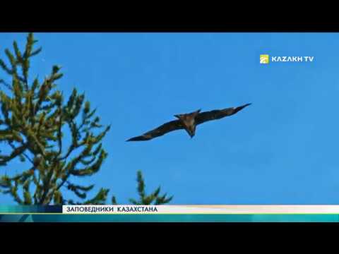 Видео: Заповедники Казахстана №17. Западно-Алтайский заповедник