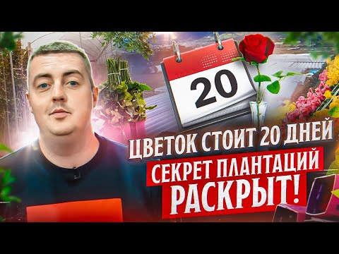 Видео: Семейный бизнес и 100 сортов роз | Плантация Attar Roses | Эквадор | Цветы оптом