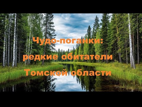Видео: Видеопрезентация "Чудо-поганки: редкие обитатели Томской области" (12+)