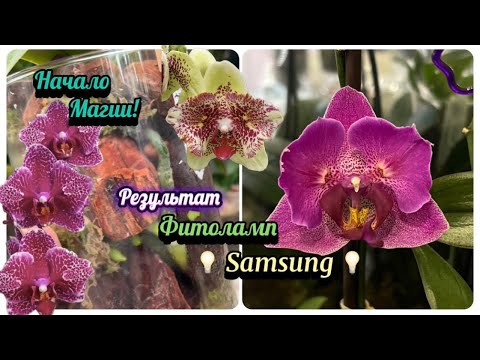 Видео: Чудеса в ДОМЕ орхидей! Приятные и волнительные моменты. Классическая посадки орхидеи. #plants #fypシ