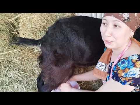 Видео: +77017224679 Анвар Рустемов.   хозяйство "Марат и Исмира Кубанычбековых". Сокулук, Кыргызстан.