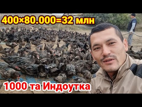 Видео: Мана уша бизнес 1000та Индоутка бизнеси 400таси 32 млн