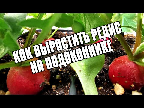 Видео: 10 КГ РЕДИСА НА ПОДОКОННИКЕ - РЕДИСКА В ЯИЧНЫХ ЛОТКАХ И ВЫРАЩИВАНИЕ ДОМА - РЕДИСКА НА ОКНЕ ЗИМОЙ