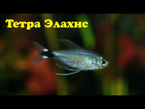 Видео: Тетра Элахис - Hyphessobrycon elachys