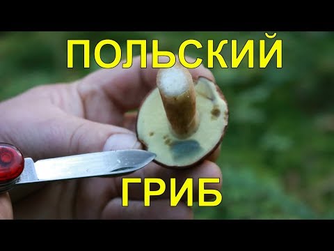 Видео: Грибы.Польский гриб.Огород Баварский.