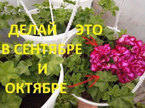 Видео: Обрезка Пеларгонии Перед Зимовкой.