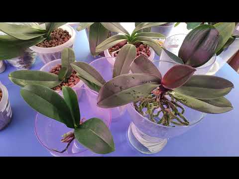Видео: 19.02.22.ОРХИДЕИ в  открытой системе наращивают корни над водой.