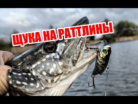 Видео: ЗДОРОВЕННАЯ ЩУКА РАЗОГНУЛА ТРОЙНИКИ И ВЫПРЫГНУЛА ИЗ ПОДСАКА! РЫБАЛКА НА РАТТЛИНЫ В ОКТЯБРЕ