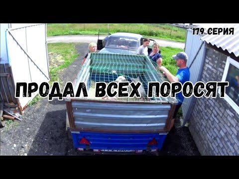 Видео: Вес поросят в 2 месяца породы дюрок/пьетрен /гибридный дюрок/продал всех поросят /сарай опустел