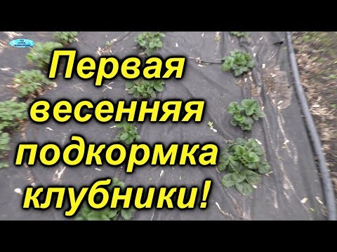 Видео: Клубника-первая весенняя подкормка!