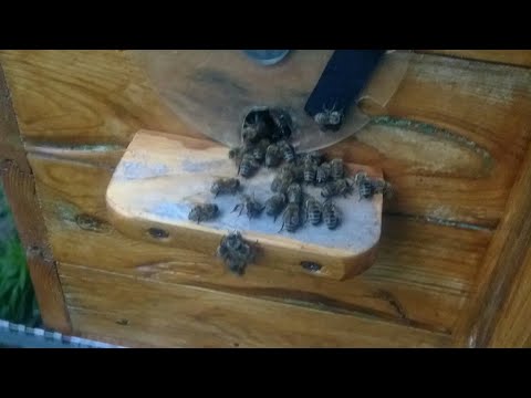 Видео: Изоляция маток годовой цикл Малыхин В. Е.