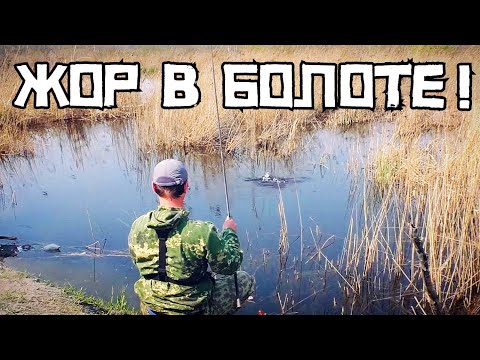 Видео: АДСКИЙ ЖОР В БОЛОТЕ у дороги! Карась клюёт на поплавок весной!
