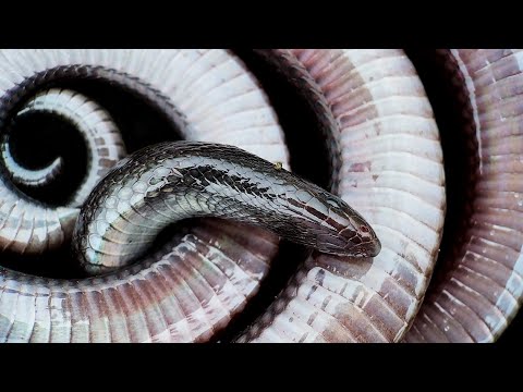 Видео: Шпильковые змеи: выпускают смертельный яд, не кусая.