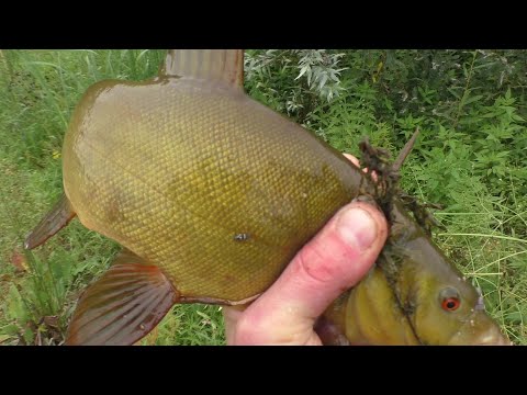 Видео: ОГРОМНЫЙ линь на удочку! ЩУчКА НА ЖИВЦА!