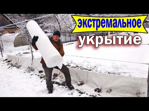 Видео: 🔴🔴Позднее Укрытие Винограда на зиму по снегу. Виноград в экстремальном климате.