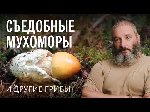 Видео: Как отличить пантерный мухомор от краснеющего. Сыроежки. Лепиоты. Осенний опенок. Михаил Вишневский