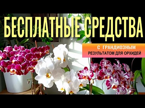 Видео: ❗️БЕСПЛАТНО, ЛЕГКО И ДОСТУПНО ДЛЯ ОРХИДЕЙ С ГРАНДИОЗНЫМИ РЕЗУЛЬТАТАМИ! ЭФФЕКТ ОТ ЭКСПЕРИМЕНТОВ 👍!