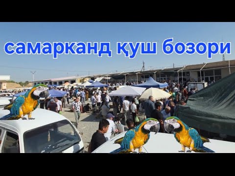 Видео: Самарканд қуш бозори 09.07.2025 yil #samarqand #youtubeshorts #shorts #short #youtube #uzbekistan 